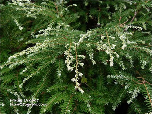 Gentsch White Hemlock (Tsuga canadensis)